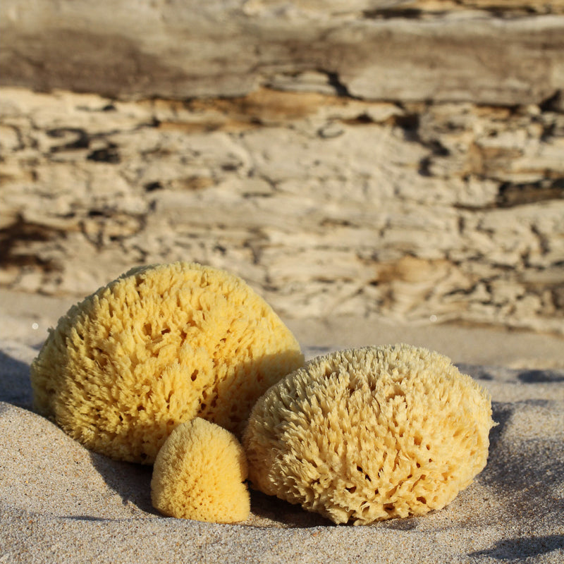 Natural Bath Sea Sponge – Toups and Co Organics